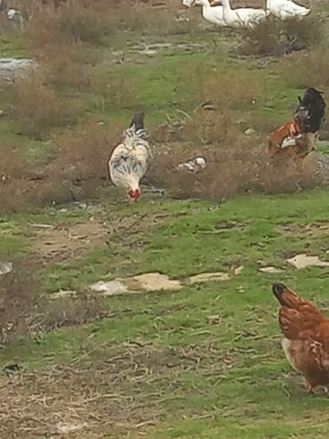 Toyuqlar: Salam xoruzlar satılır 6 aylıq xoruzlardır inkivatortdan çıxan cücələr — 1