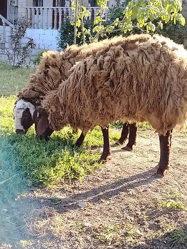Mal-qara: Qoyun – yerli cins, tünd-qəhvəyi yunlu Məhsulun təsviri: - — 6