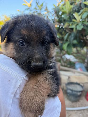 İtlər: Alman çoban iti, 1 ay, Erkək, Peyvəndli, Ödənişli çatdırılma — 8
