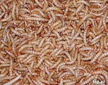 akvarium baliq bazari: 🐛 Canlı Un Qurdu Satılır! ✔️ Təzə və sağlam ✔️ Toyuqlar, quşlar və — 5