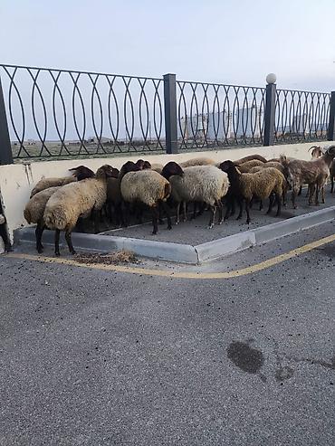 hind qusu satisi: Qoyun-keçi sürüsü satılır - Növ: qarışıq sürü – qoyunlar və keçilər - — 2