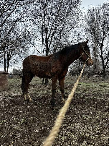 Лошади, кони: Продаю | Кобыла (самка), Конь (самец), Жеребенок | Полукровка | На забой, Для разведения, Для молока — 27