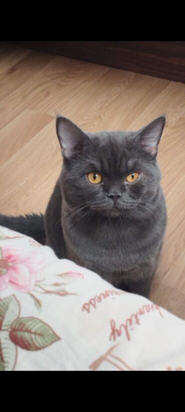 золотая шиншилла котенок: Britan, Dişi, Ünvandan götürmə lalafo.az -da золотая шиншилла котенок: Britan, Dişi, Ünvandan götürmə