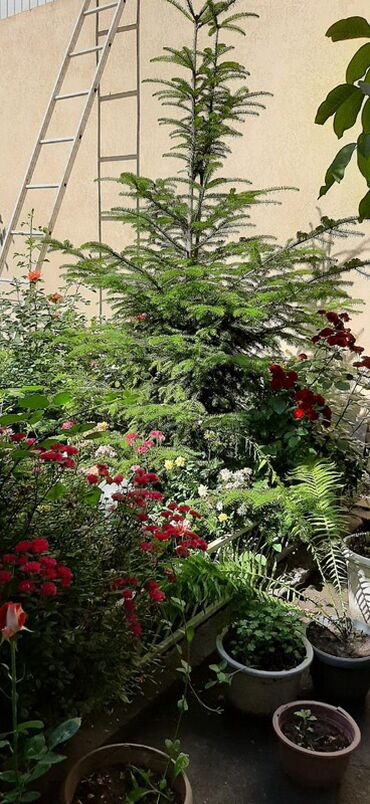 Продажа домов: Дом, 105 м², 4 комнаты, Собственник — 8