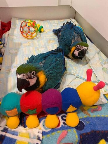 duksa rolka majice na duzi rukav kosulje: Αγοράστε παπαγάλους macaw ως κατοικίδια στο σπίτι ! Macaw Parrots