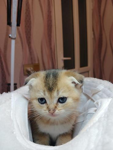 Pişiklər: Erkək — 4