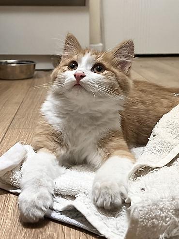 Кошки: Отдаю котят в добрые руки! Возраст 3 месяца. Трехцветная - девочка — 7