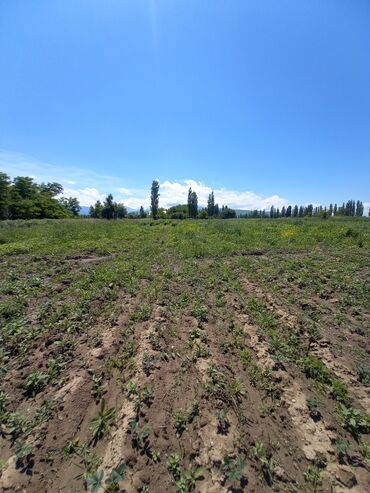 рассада винограда: Рассада : Клубника, Платная доставка, Самовывоз, Бесплатная доставка