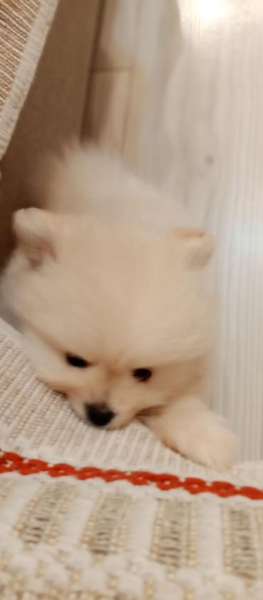 İtlər: Şpitz — 7