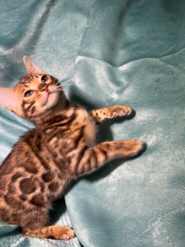 Продажа кошек: Бенгальская, 3 месяца, Девочка, Шоколадный, С документами, Приучена к лотку, Проглистована — 10