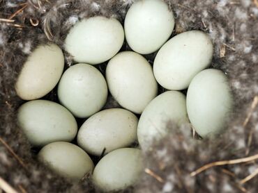 ross 308 yumurta satışı: Mayalı ordey yumurtası 1 ededi yumurtanin 50 qepikdir