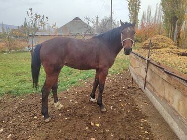 продаю музоо торпок корова самка бык самец айрширская ангус алатауская на забой для разведения на откорм племенные нетель привязанные: Продаю | Жеребец | Полукровка | Конный спорт