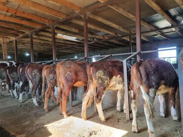 продаю музоо торпок корова самка бык самец айрширская ангус алатауская на забой для разведения на откорм племенные нетель привязанные: Сатам | Музоо | Симментал | Бордоп семиртүү үчүн | Асыл тукумдуу