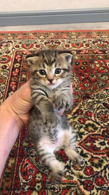 Pişiklər: Balaca pişik balaları - Cins: boz və tünd zolaqlı (tabby naxışlı) — 4