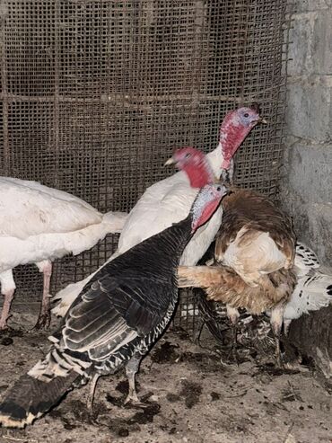 продажа домашних животных: Срочно продам lalafo.kg да продажа домашних животных: Срочно продам