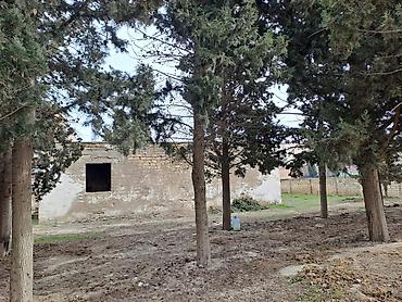 Torpaq sahələrinin satışı: 25 sot, Kupça (Çıxarış) — 20