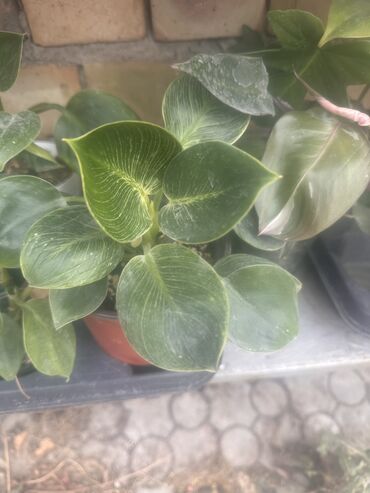 Другие комнатные растения: Комнатные растения — 17