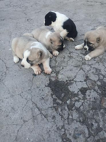 Продажа собак: Щенки Алабай Две большие по 8000 остальные по 6000?рас: палевый с — 4