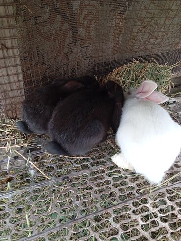 где купить кролика фландр: Продаю | Крольчиха (самка), Кролик самец | Фландр | На забой, Для разведения | Племенные