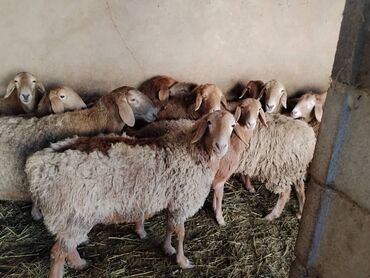 Бараны, овцы: Продаю | Овца (самка) | Арашан | Для разведения | Котные, Матка, Племенные — 4