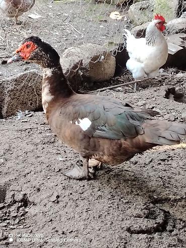 qurban bayrami qoyun: Krasnadar lal ördeyi yeke erkeydi — 2