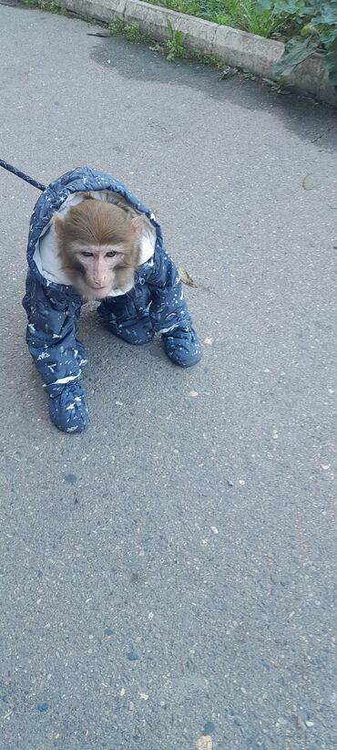 Digər heyvanlar: Tayson adlı meymun satılır. Ağıllışirindi. Kim isdəsə yazsın — 7