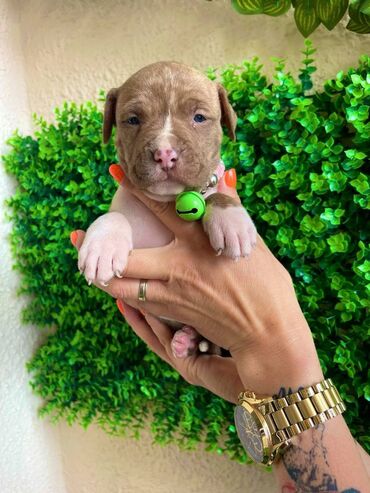 mini maltezeri na poklon: Registrovana odgajivacnica pasa "Happy Puppies"  ima u ponudi prelepe