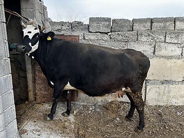 Коровы, быки: Продаю | Корова (самка) | Для молока | Привязанные — 1