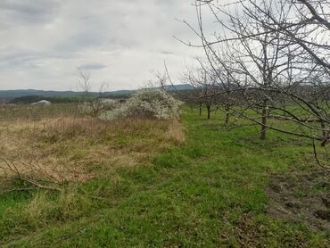 Torpaq sahələrinin satışı: Kənd təsərrüfatı — 7