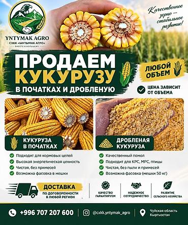 самовары бу: Кукуруза в початках и дроблёная Сорт Парадор Saatbau Предлагаются — 1