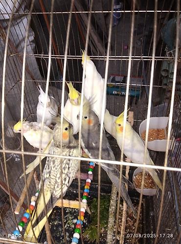 Tutuquşları: Quslar 15-30-45-50 aznNimfa (Cockatiel) və dalğalı tutuquşu – quşlar — 16