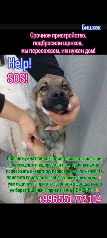 Отдам даром собаку: Отдается собака в добрые руки. Описание: - Метис средних размеров — 8