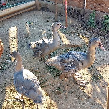 meinkun kedi fiyatları: 3 ədəd Lavanda 1 ədəd Fındığı 1 ədəd Macar cəmi 5 ədəd ördəydi 1 — 7