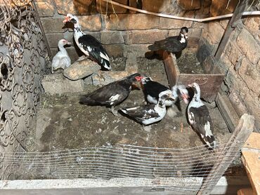 Ördəklər: Muscovy (hind) ördəkləri – qarışıq rənglərdə sürü - Növlər — 6