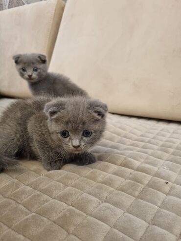 Pişiklər: Şotland yastı qulaq, Erkək, Dişi, Yaxşı əllərə, Ünvandan götürmə, Pulsuz çatdırılma, Ödənişli çatdırılma — 85