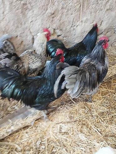 Куры, петухи: Продаю | Петух | Для разведения — 7