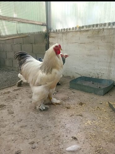 комбикорм для цыплят: Продаю подростков цыплят светлоголубой и мраморной брамы гигант