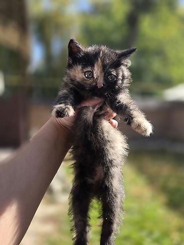 scottish fold: Котята, окрасы: черепаховый (чёрный с рыжими/кремовыми отметинами) и — 2