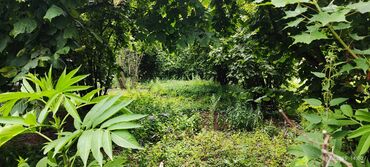 Torpaq sahələrinin satışı: Tikinti — 11