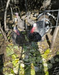 купить декоративных курей: Сатам | Короздор, Тооктор