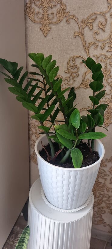 Фикусы: РАСПРОДАЖА ДОМАШНИХ ЦВЕТОВ, СРОЧНО НЕДОРОГО ЦВЕТЫ КОМНАТНЫЕ Продаю — 29