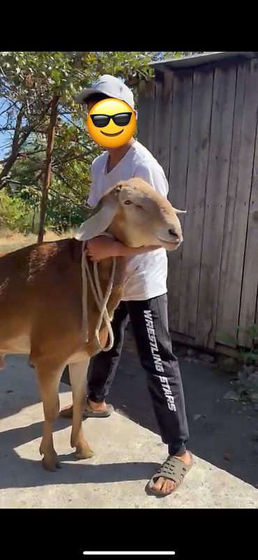 Баран, овца: Продаю | Баран (самец) | Арашан | Для разведения | Племенные, Осеменитель — 3