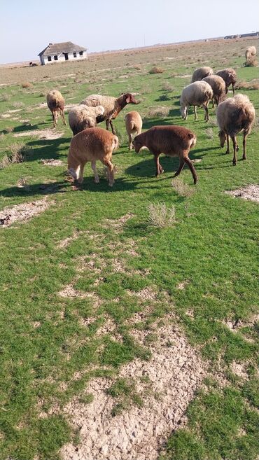 Qoyunlar, qoçlar: Dişi, il: 2, Damazlıq, Ünvandan götürmə