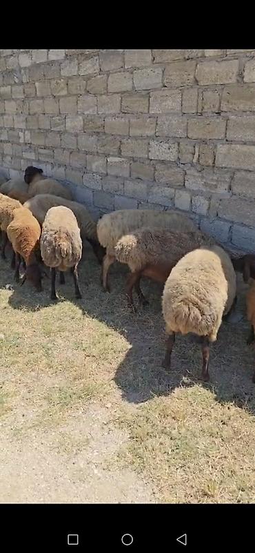 Mal-qara: Məhsul: Qoyun və keçi sürüsü Təsvir: - Qarabaş, sarıbaş və qəhvəyi — 4