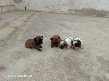 heyvan: Pekines, 1 ay, Dişi