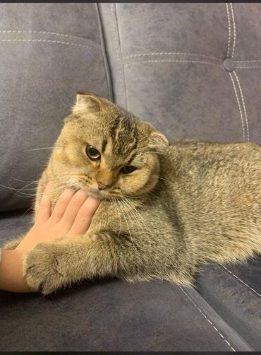 scottish fold satilir: Şotland, Erkək, Yaxşı əllərə, Ünvandan götürmə, Ödənişli çatdırılma, Pulsuz çatdırılma