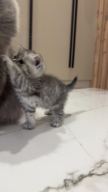 Продажа кошек: Три кошки и один кот Породистые котята серебристого окраса — 21