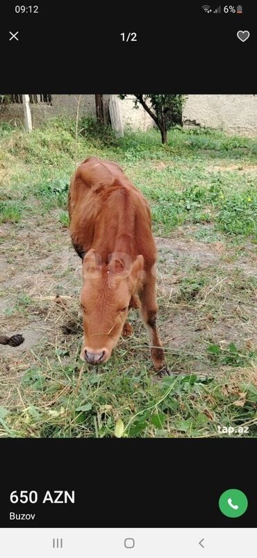 yem satışı: 3ayliq buzovdur ot yeyir yemde verilib. Son qiymet 650azn sondur lalafo.az -da yem satışı: 3ayliq buzovdur ot yeyir yemde verilib. Son qiymet 650azn sondur