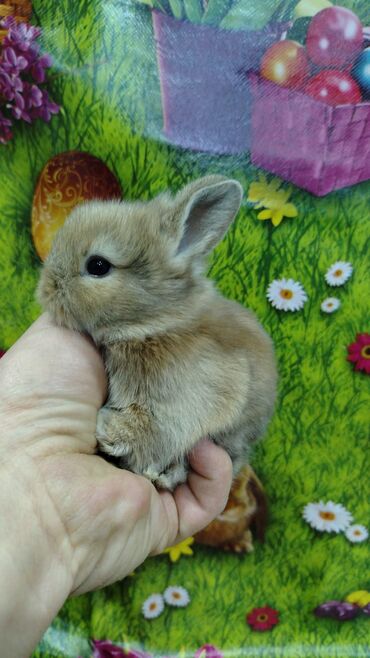 Dovşanlar: Karlik dovsan lar var satisda Vatsapda aktivdi Dovsan ayit Qefes de — 3