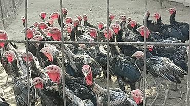 гисар матка: Продам возраст четыре месяца плюс — 3